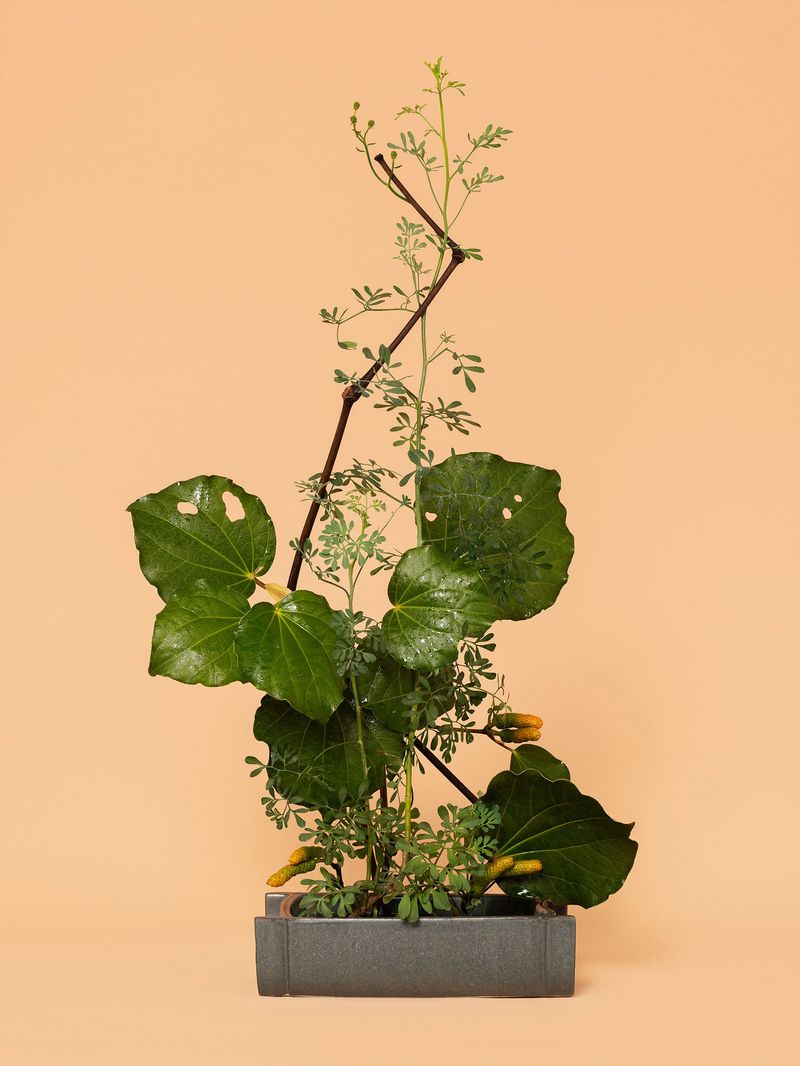 © Ann Shelton - The Mother, Rue (Ruta sp.), 2020. Pigment print. 84 x 112 cm print size, 89 x 117 cm framed.