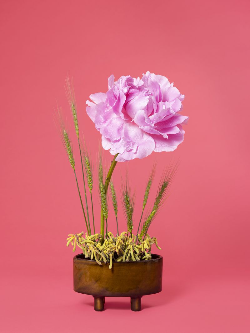 © Ann Shelton - The Congress Woman, Peony (Paeonia sp.), 2020. Pigment print, 84 x 112 cm print size, 89 x 117 cm framed.