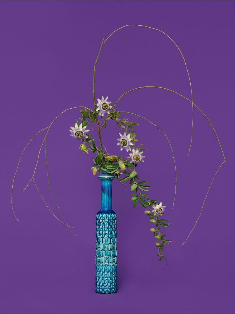 © Ann Shelton - The Justice, Willow (Salicaceae sp.), 2020. Pigment print, 84 x 112 cm print size, 89 x 117 cm framed.