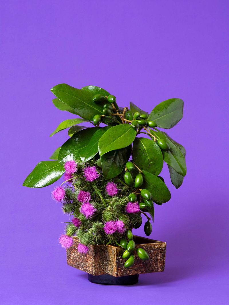 © Ann Shelton - The Child Bride, Thistle. 2020. Pigment print. 84 x 112 cm print size, 89 x 117 cm framed.