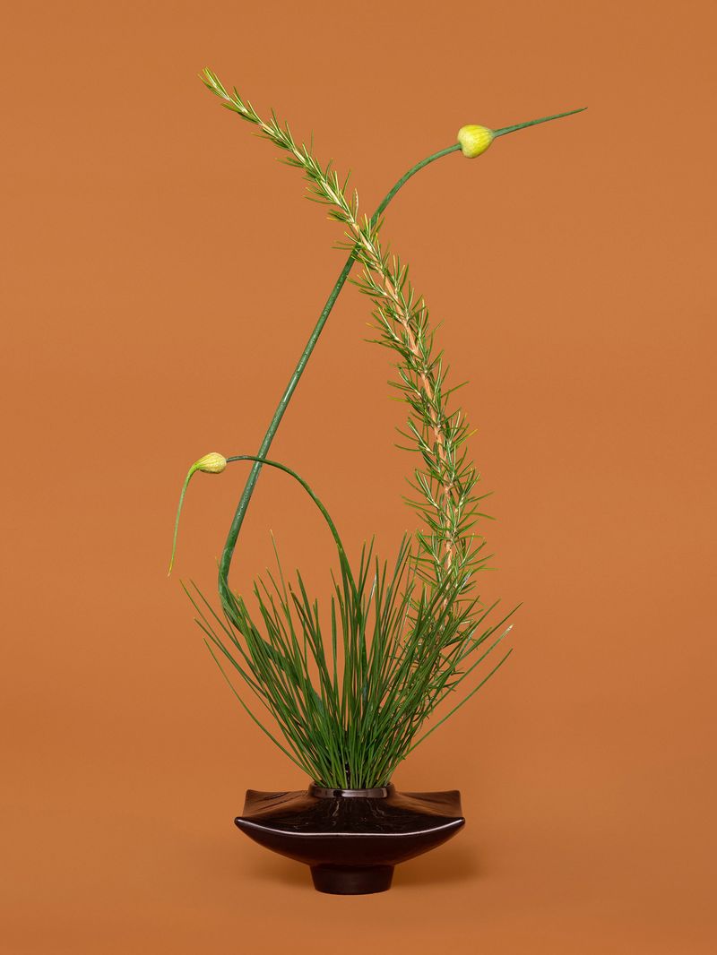 © Ann Shelton - The Diplomat, Rosemary (Salvia rosmarinus), 2021, pigment print, 112 x 84 cm print size, 117 X 89 cm framed.