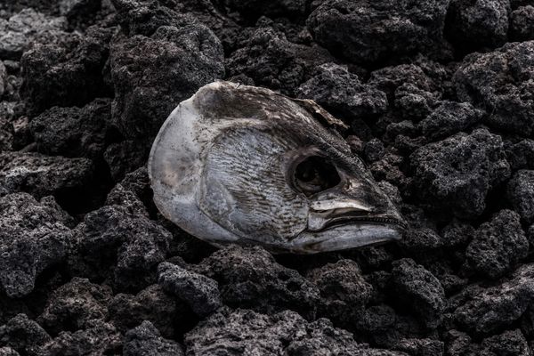 © Francisco Jarrin - Image from the Colonization and progress in Galapagos photography project