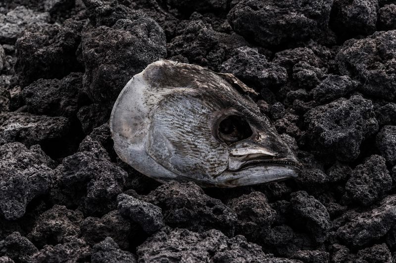 © Francisco Jarrin - Image from the Colonization and progress in Galapagos photography project