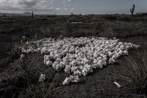 Colonization and progress in Galapagos