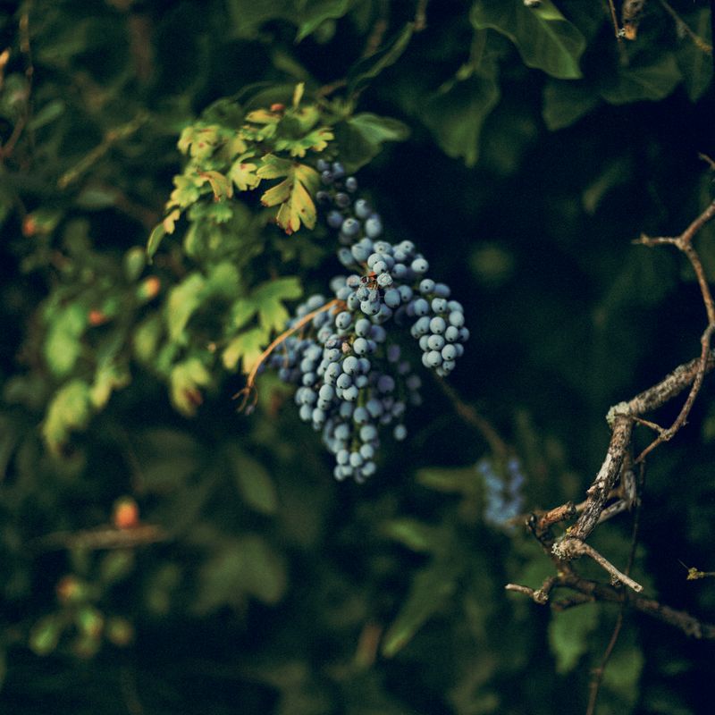 © Oscar McQuillan-Byrne - Wild Grapes.                    Dessau, Germany.