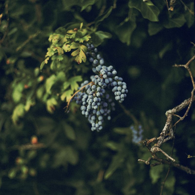 © Oscar McQuillan-Byrne - Wild Grapes.                    Dessau, Germany.