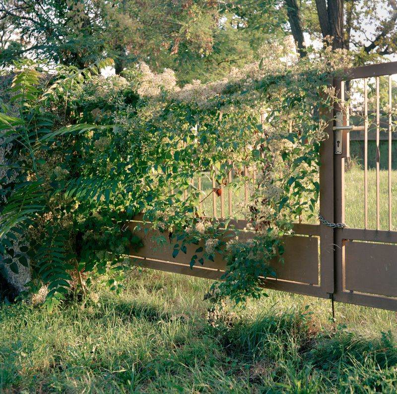 © Oscar McQuillan-Byrne - Clematis Vitalba (Old Man's Beard).                                Dessau, Germany.