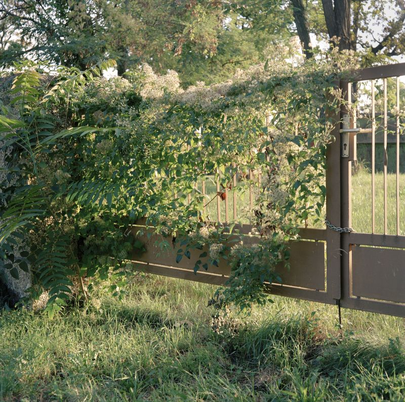 © Oscar McQuillan-Byrne - Clematis Vitalba (Old Man's Beard).                                Dessau, Germany.