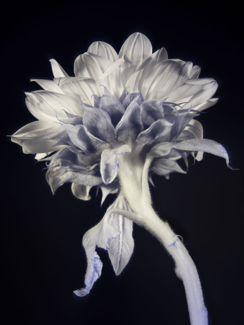 © Dongkyun Vak - Image from the Symptoms photography project