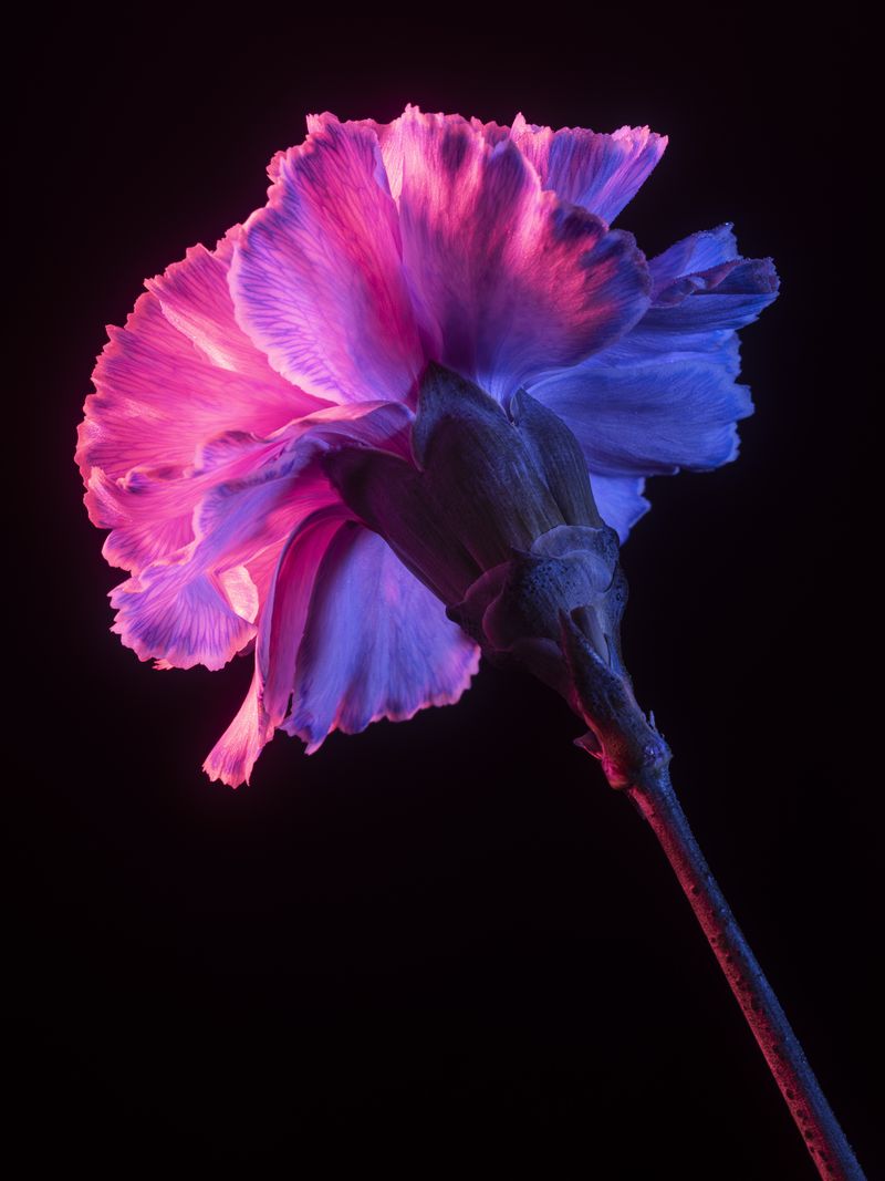 © Dongkyun Vak - Image from the Symptoms photography project