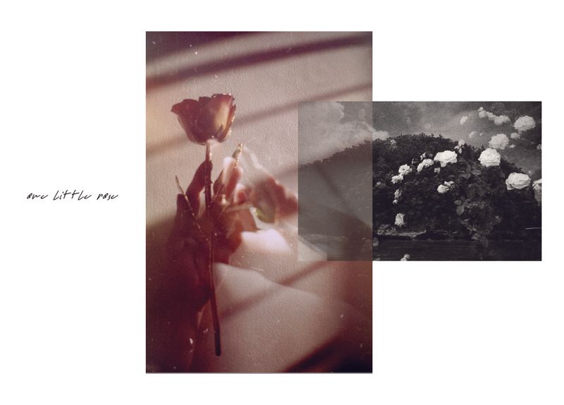 © Angela Galia - If I could have given you one little rose.