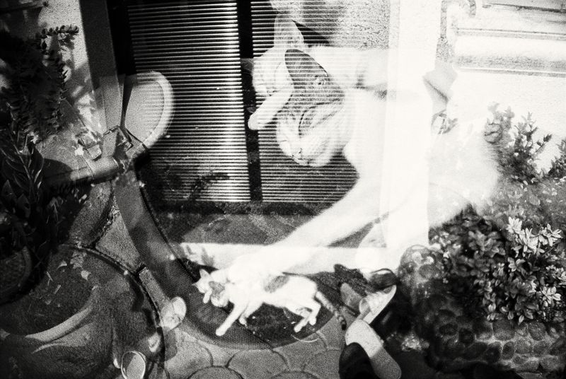 © Angela Galia - The cats Tatay saved.