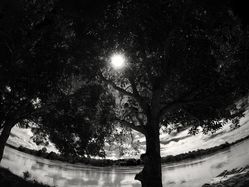 © Angela Galia - A little boy climbing a tree.