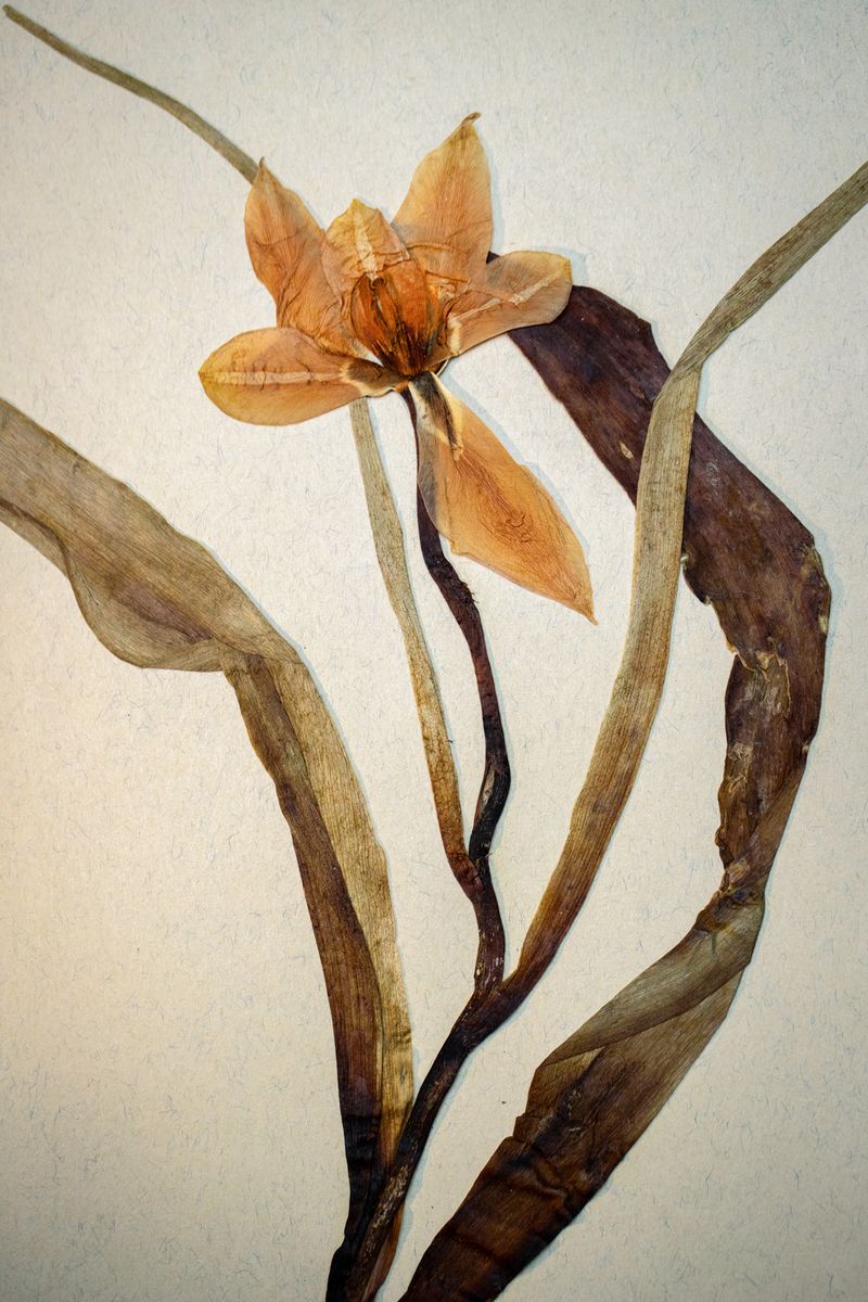 Image from a project on PhMuseum