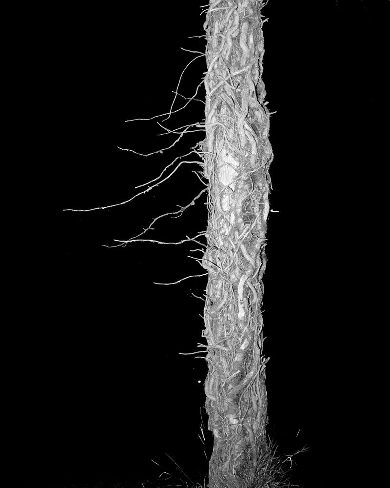 © Sam Gulliver - Invasive kudzu vines overtaking a telephone pole.