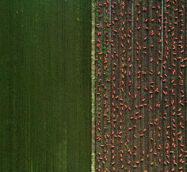 © Poung young Kwak - Image from the Codes hidden in the NON photography project