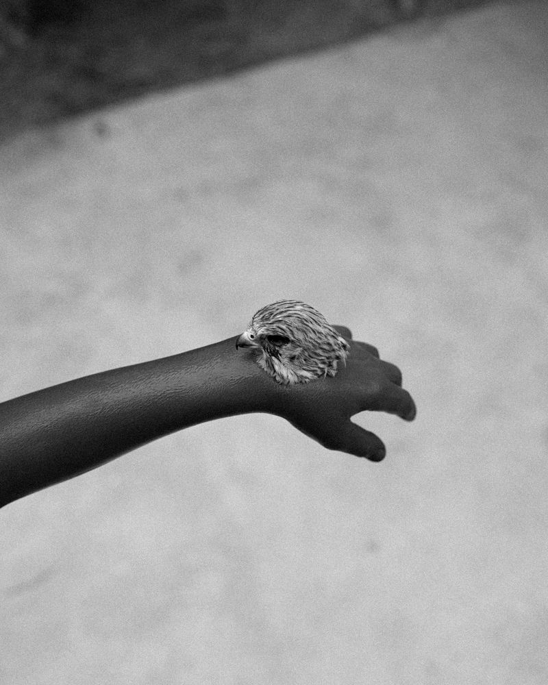 © Hashem Shakeri - The Hunt of a Falcon