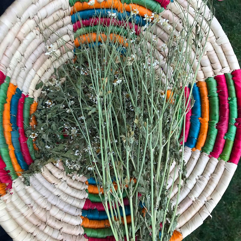 © Allison Stewart - Magical Herbs, Salem, Massachusetts. 2019