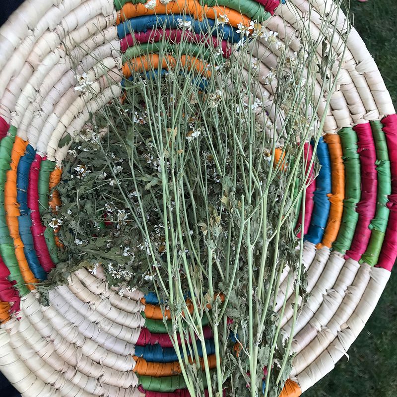 © Allison Stewart - Magical Herbs, Salem, Massachusetts. 2019