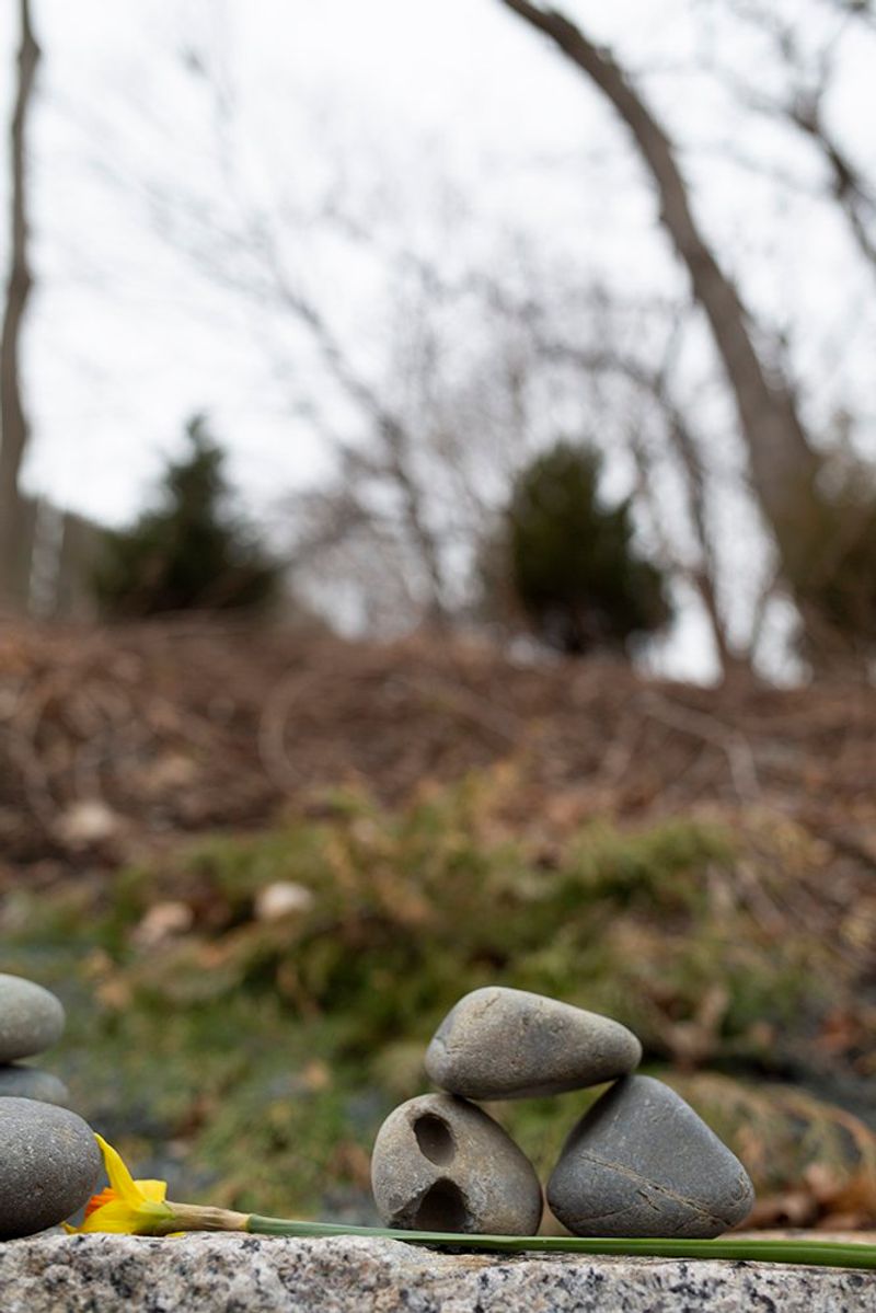 © Allison Stewart - Proctor's Ledge and the Hanging Trees, Salem, Massachusetts. 2019
