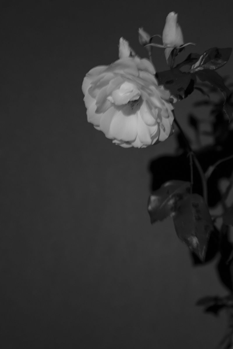 © Leslie Hakim-Dowek - Image from the Erased photography project