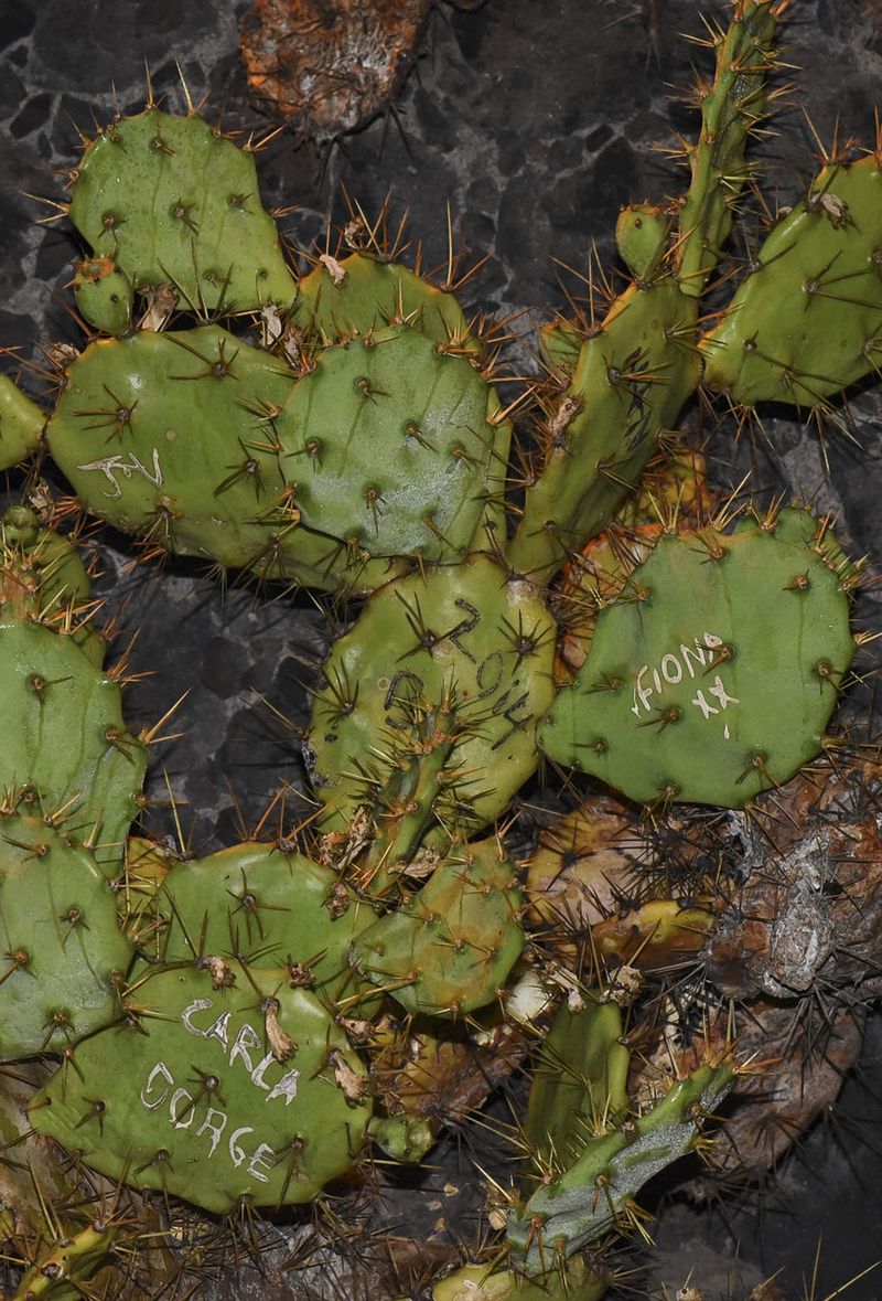 © Leslie Hakim-Dowek - Cacti with Names