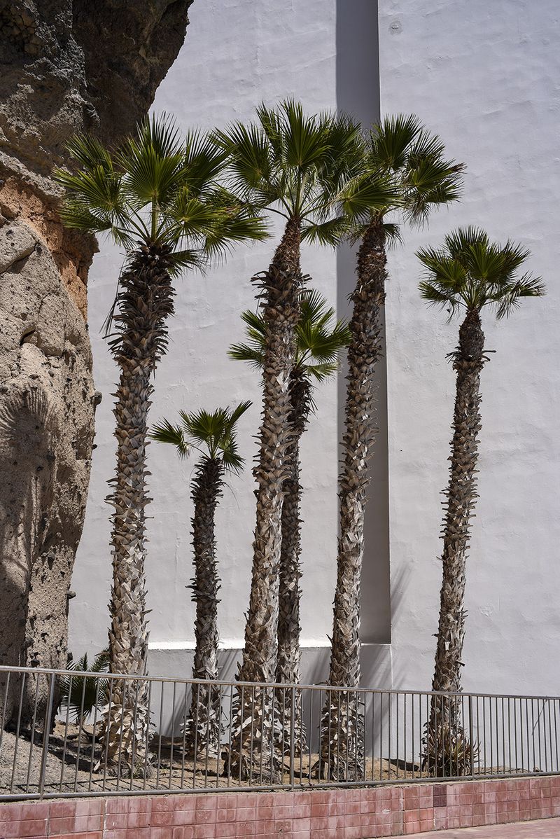 © Leslie Hakim-Dowek - Tall Palms