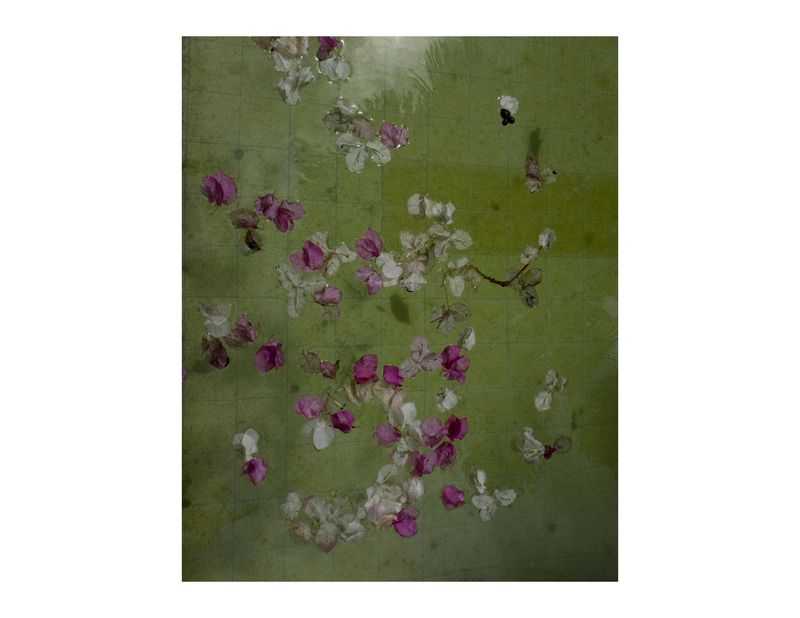 © Andrea Hernández Briceño - Flower petals in a pool in Caracas, Venezuela, on July 30, 2018