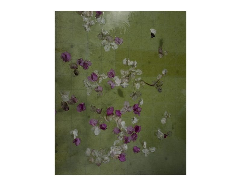 © Andrea Hernández Briceño - Flower petals in a pool in Caracas, Venezuela, on July 30, 2018