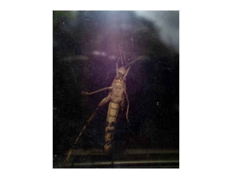 © Andrea Hernández Briceño - A cricket in a car in Maturin, Venezuela, August 15, 2018