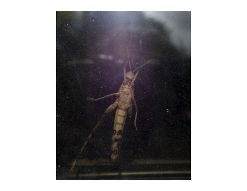 © Andrea Hernández Briceño - A cricket in a car in Maturin, Venezuela, August 15, 2018