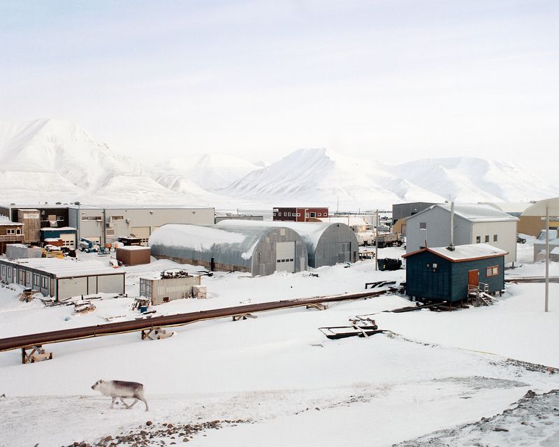 © Catherine Lemblé - Svalbard Reindeer