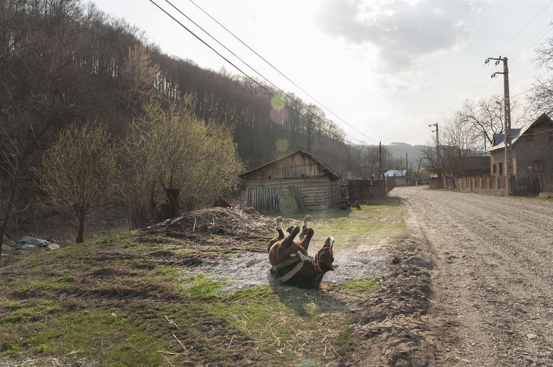 © Stefano Marzoli - Romania, Ciucani (Bacău county). A horse scratching his back on the ground.