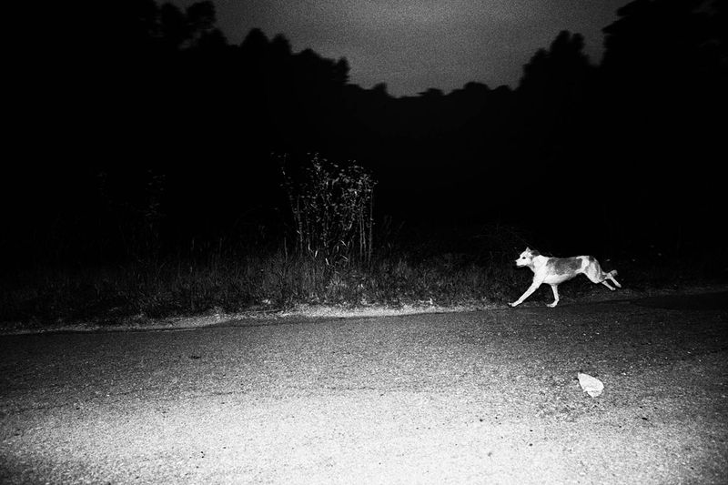 © Bruno Silva - Image from the Between Dawn and Permanence photography project