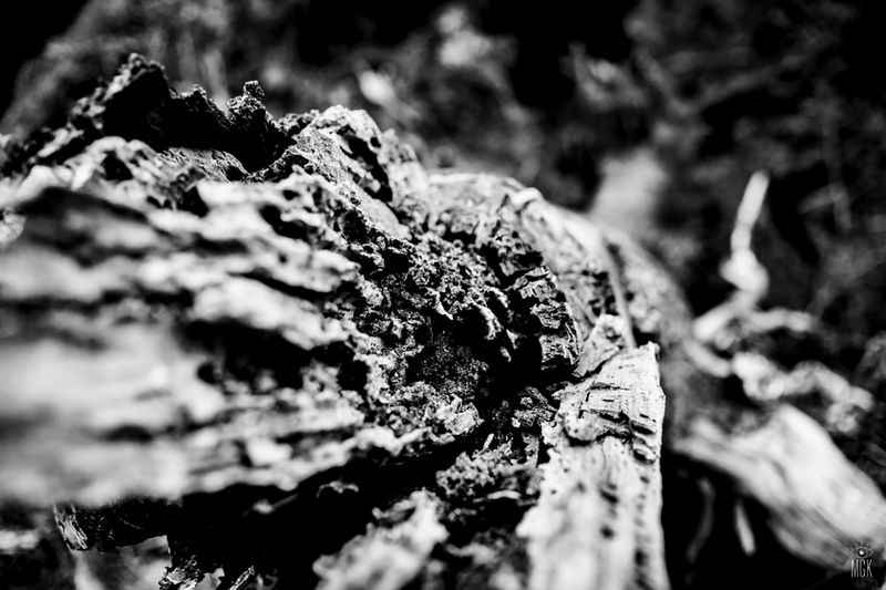 © Mercedes Grassi King - Image from the Wild photography project