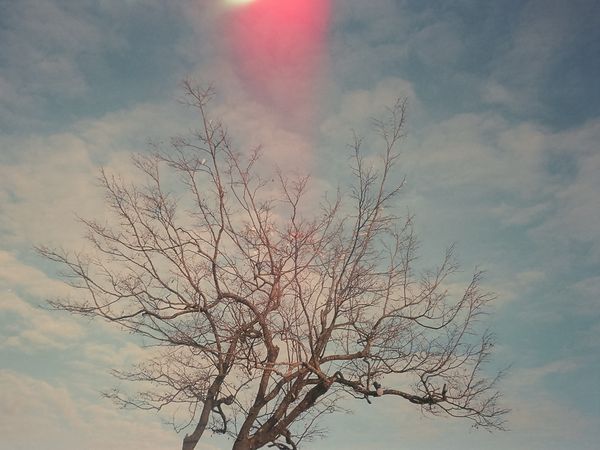 © Gianfranco Suito - The veiny tree aims its branches to the sky as if reaching for the stars.