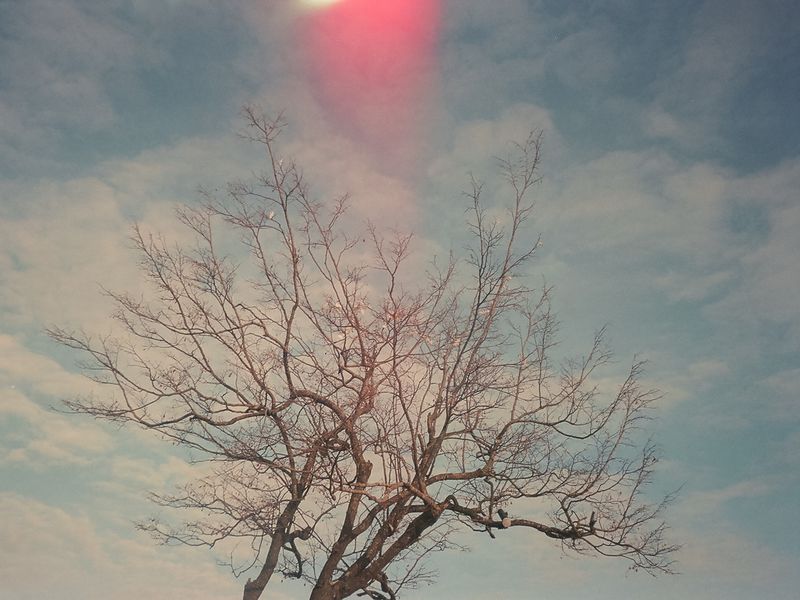© Gianfranco Suito - The veiny tree aims its branches to the sky as if reaching for the stars.
