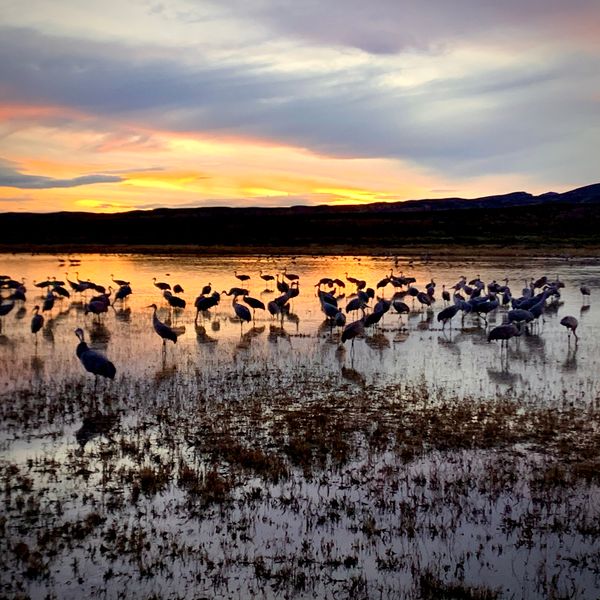 © JP - Image from the Sandhill Cranes - Bosque del Apache photography project