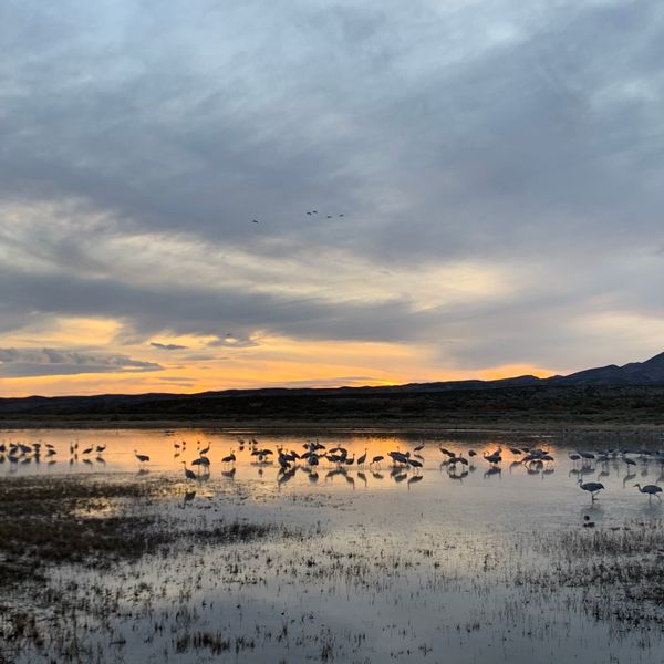 © JP - Image from the Sandhill Cranes - Bosque del Apache photography project