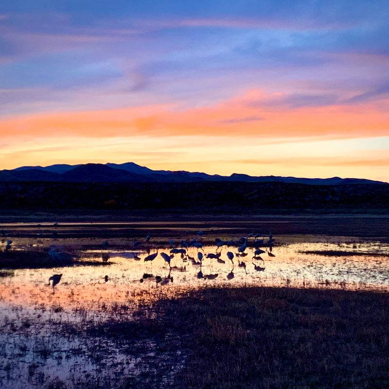 © JP - Image from the Sandhill Cranes - Bosque del Apache photography project