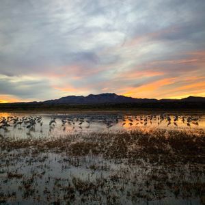 Sandhill Cranes - Bosque del Apache