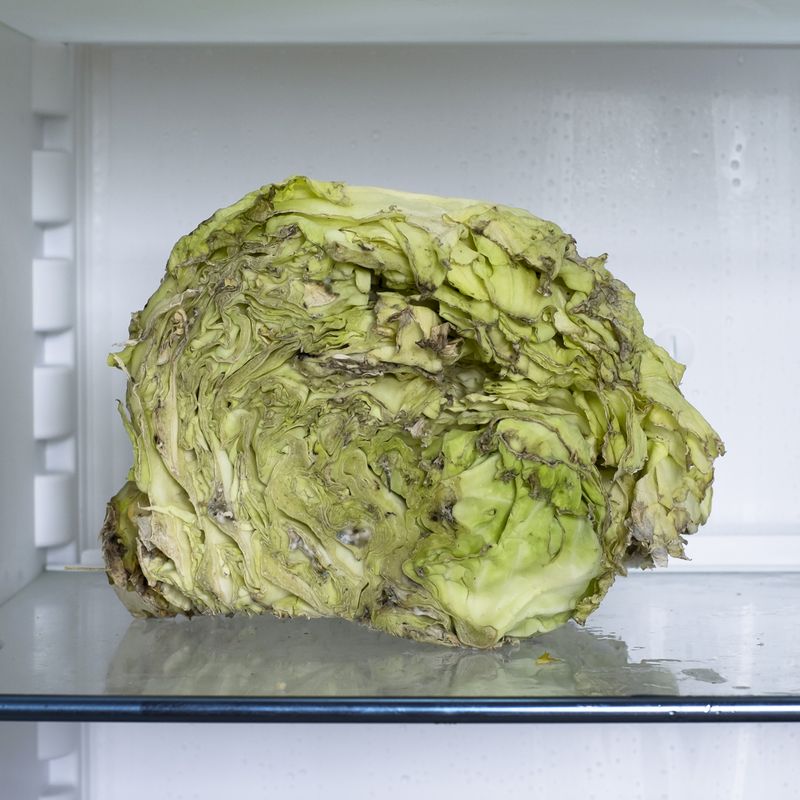 © Maria Quigley - A cabbage in the fridge. The cabbage was cooked a few days later.