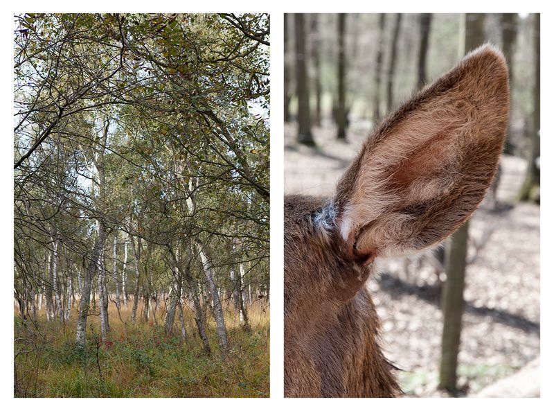 © Ute Behrend - Birch forest & Ear of a deer”