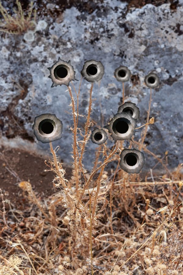 © Ute Behrend - Thistle with bullet holes