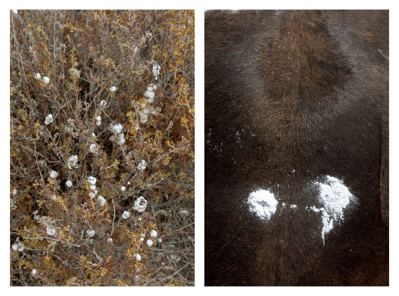 © Ute Behrend - Dry plants with white fruits & Horseback with baby powder
