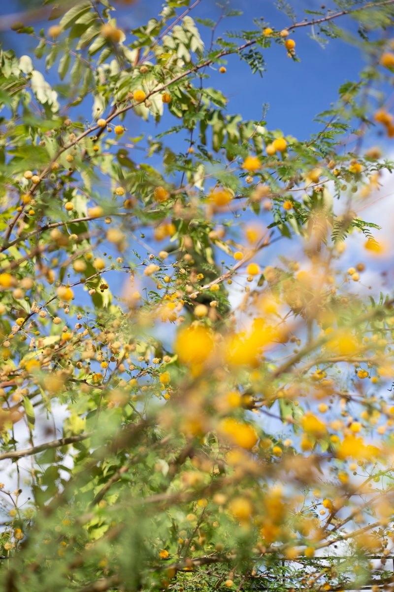 © Justina Leston - Untitled from the series "About myths and artificial creatures"