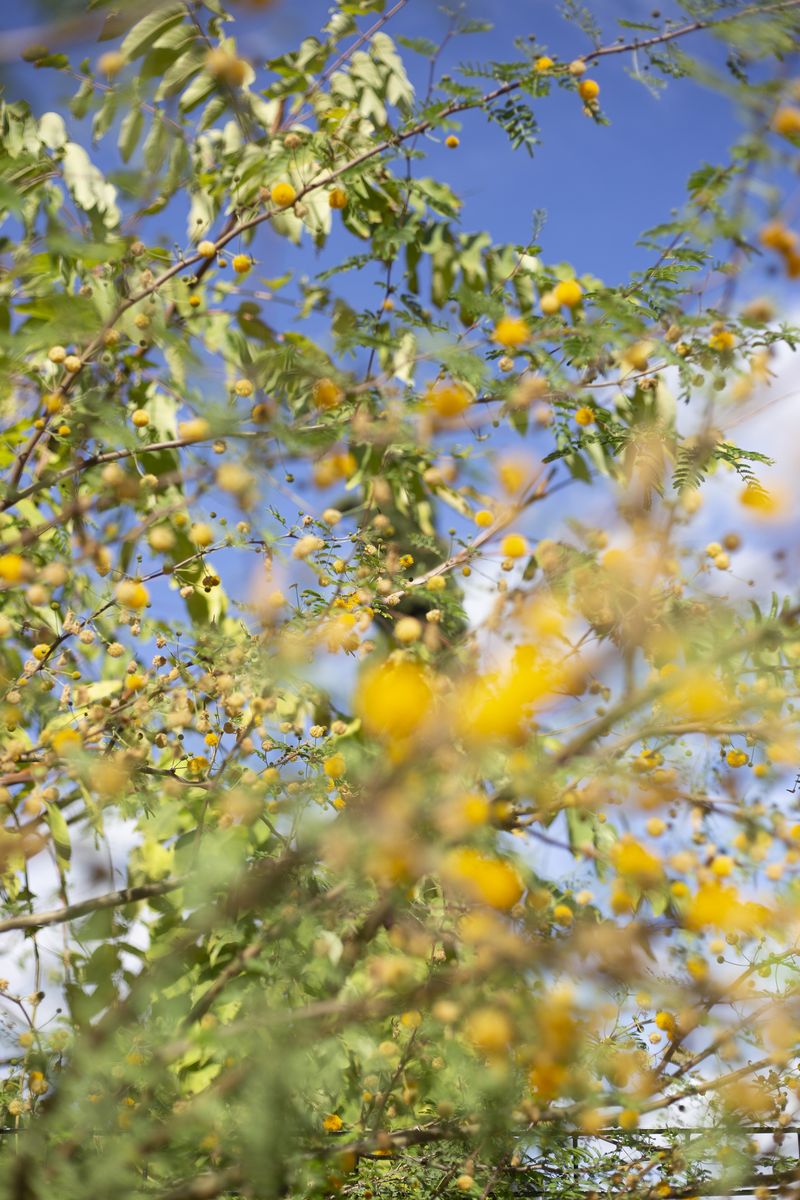 © Justina Leston - Untitled from the series "About myths and artificial creatures"