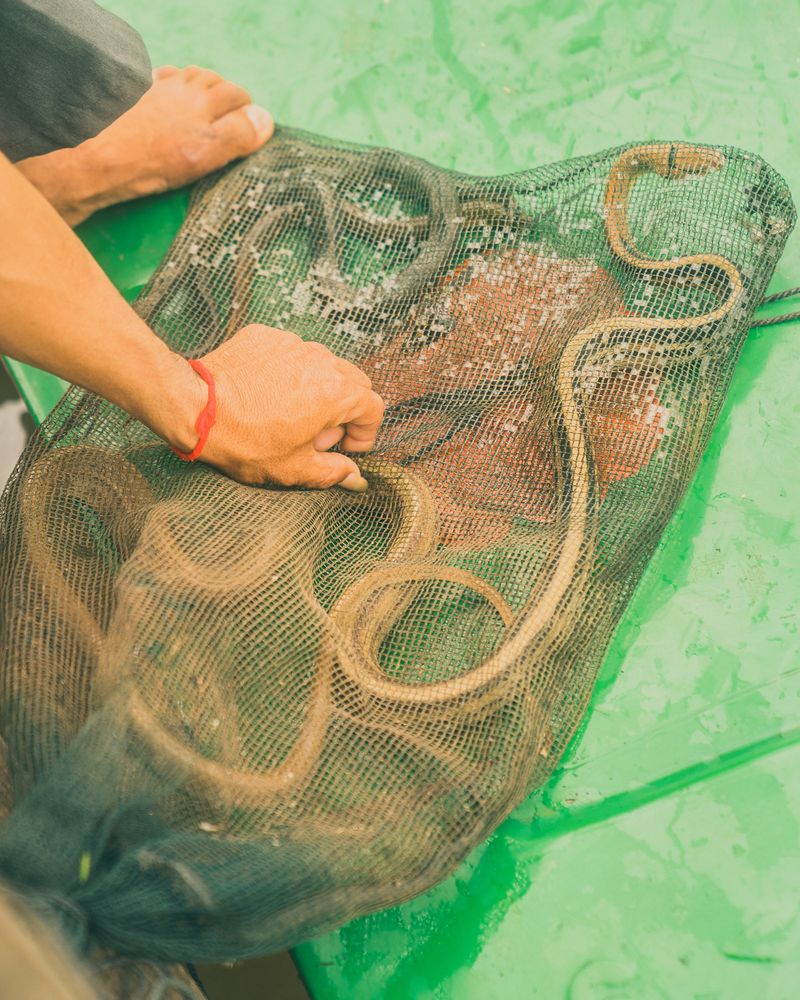 © Calvin Chow - [simple lives, complicated existence] A water snake caught for consumption, Tonle Sap lake, Cambodia.