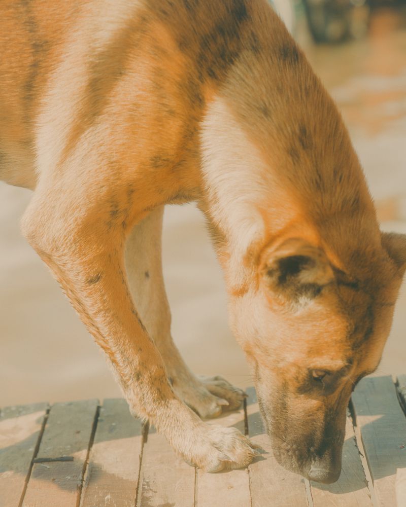 © Calvin Chow - [Afternoon Sun]