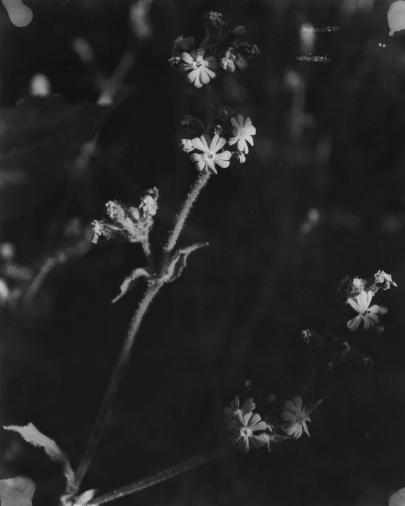 © Matt R - Image from the Flowers From South photography project